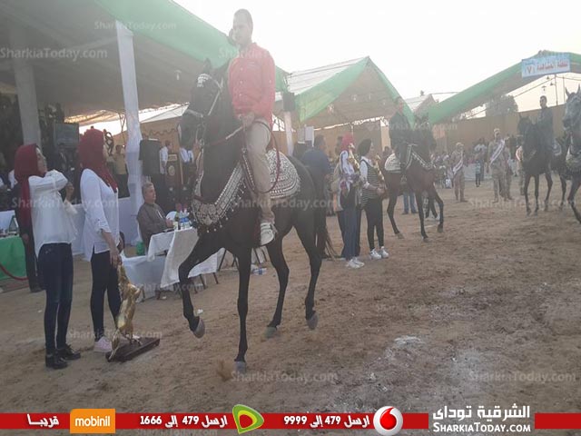 ختام اليوم الثاني لفاعليات مهرجان الخيول العربية بالشرقية 3 ختام اليوم الثاني بمهرجان الخيول العربية بالشرقية 2