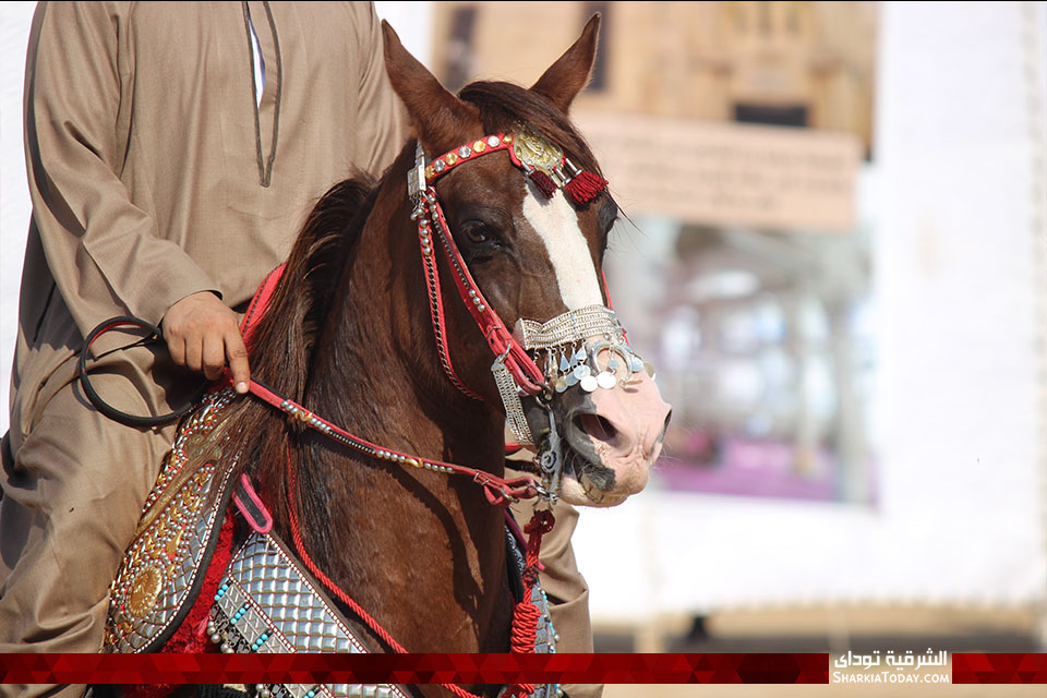 شوف مسابقة «رقص الخيل» بمهرجان الشرقية للخيول العربية 22 ببلبيس