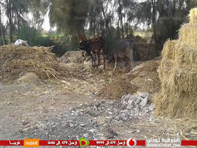 وقش الأرز والحيوانات يحاصروا مدرسة هيبة بفاقوس 1