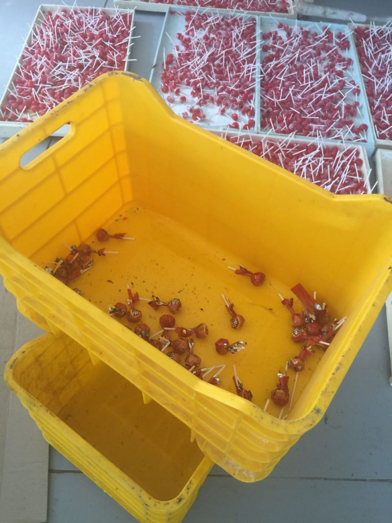 ضبط مصنع حلوى غير مرخص بالزقازيق 4 147223 IMG 20171202 WA0049