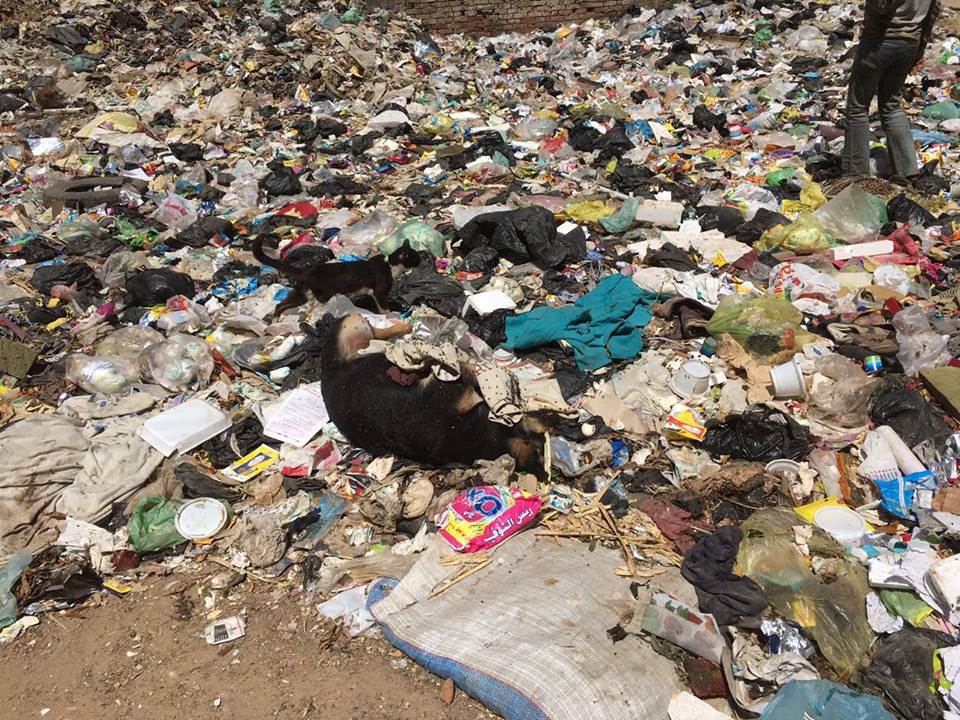 القمامة والكلاب المسعورة شبح يهدد حياة أهالي منطقة المتاجر الشعبية ببلبيس 4