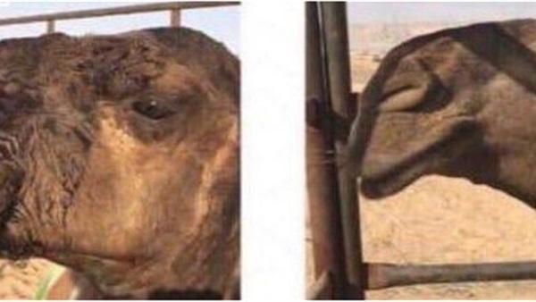 القبض على طبيب بيطري في السعودية أجرى عملية تجميل لـ«جمل» 14 جمل