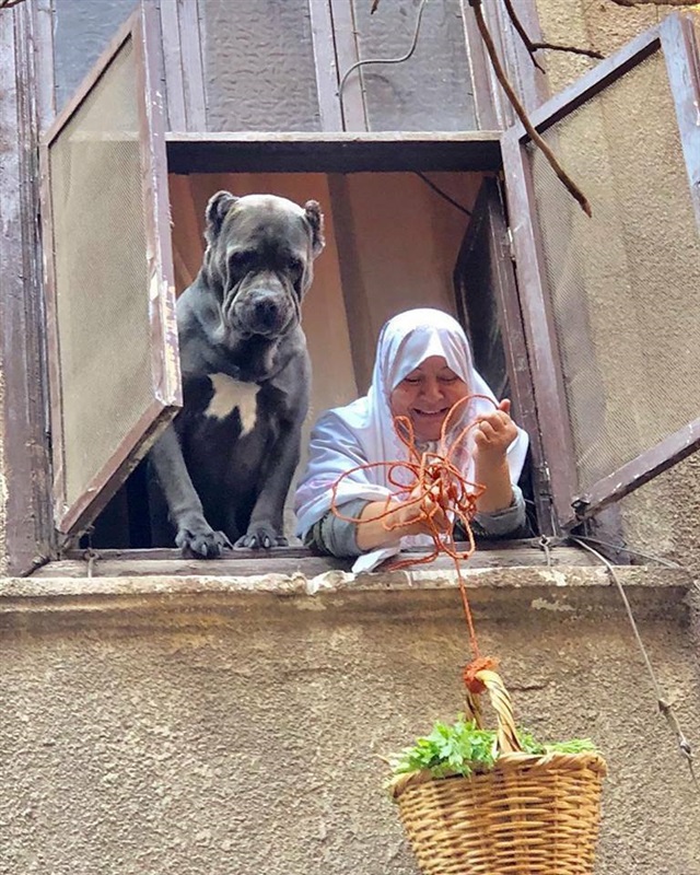 10 معلومات عن كلب «الدرب الأحمر» متصدر مواقع التواصل في مصر 4
