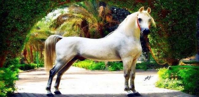 نفوق أجمل حصان مصري سعره 10 ملايين دولار 13 أجمل حصان مصري