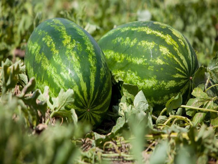 البطيخ يثير الرعب في أستراليا..والسبب 9 البطيخ يثير الرعب في أستراليا..والسبب