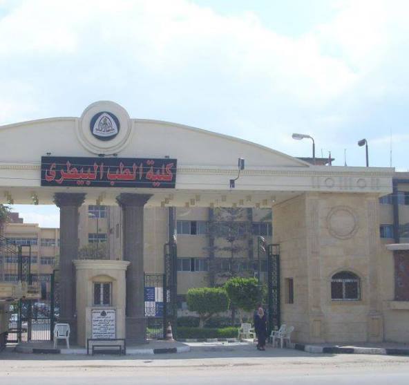 الدكتور خليفة الضوي وكيلاً لطب بيطري الزقازيق 1 طب بيطري الزقازيق