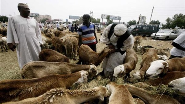 السعودية تعيد 10 آلاف خروف إلى السودان.. لهذا السبب 1 السعودية تعيد 10 آلاف خروف إلى السودان