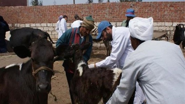 تحصين 6 آلاف رأس ماشية للوقاية من الحمى القلاعية والأمراض الوبائية بالشرقية