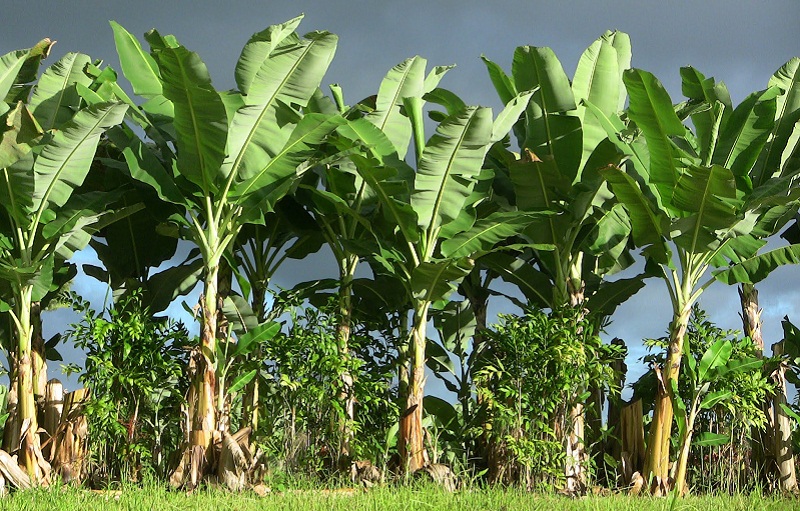 زراعات الموز 