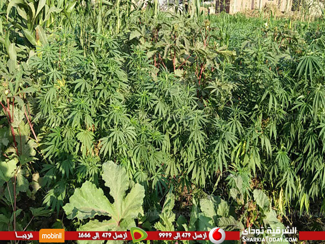 مباحث ههيا تتمكن من ضبط فلاح خصص 5 قراريط لزراعة نبات البانجو المخدر