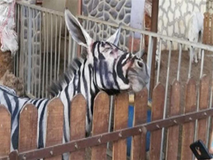 إغلاق حديقة الحيوان بمدينة نصر فى العيد