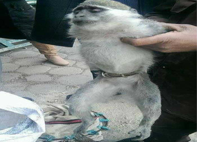 حقيقة النسناس الهارب من حديقة الحيوان