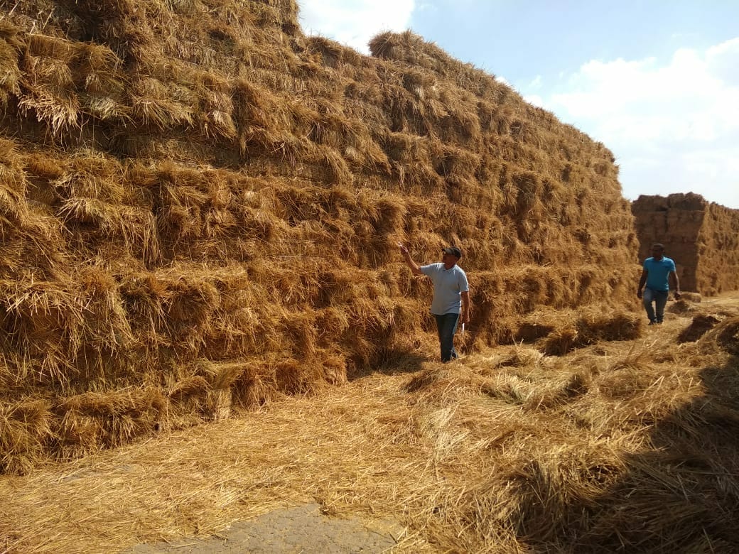 بيئة الشرقية تجمع 12 ألف طن قش أرز من المزارعين