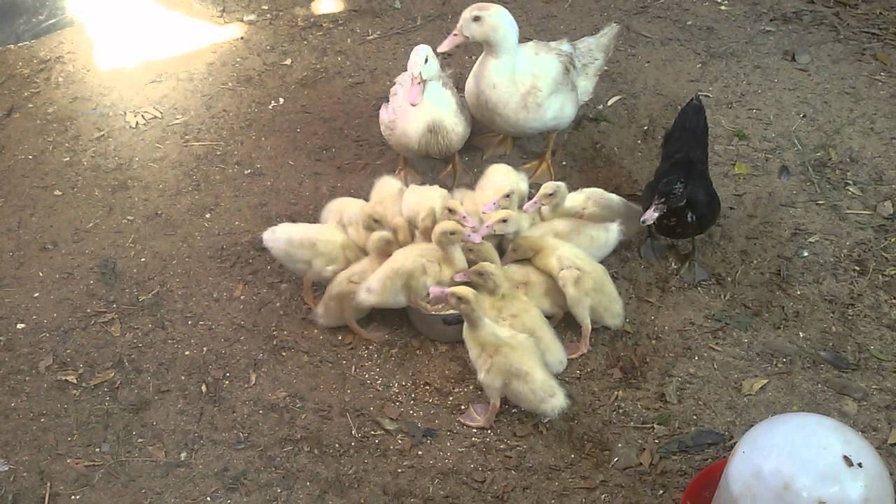 بطة