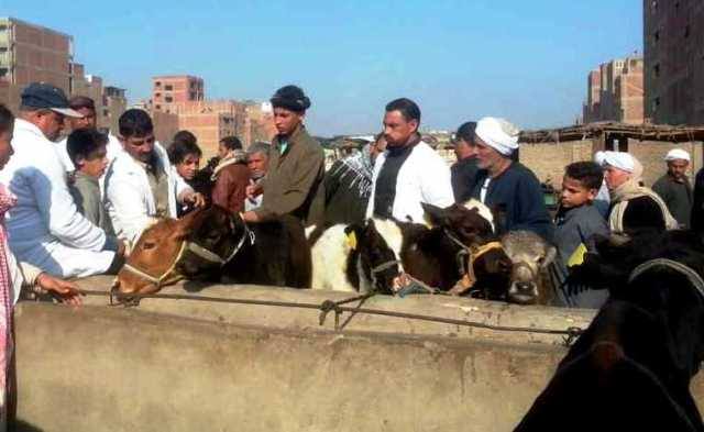 الحملة القومية للماشية تحصن 199 ألف و 804 رأس