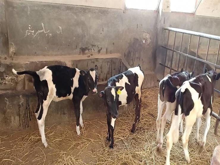 أمن الشرقية يضبط تاجري مواشي قبل ذبح عجول مسممة 3 الحسينية