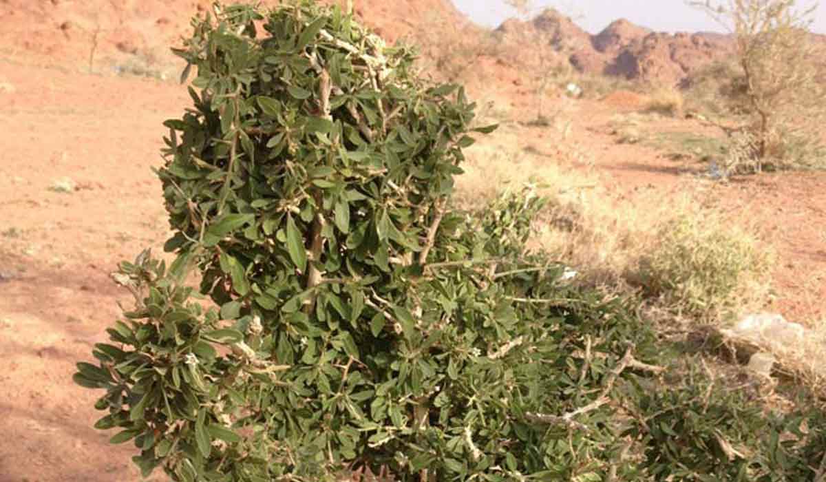 فوائد عشبة الروحب