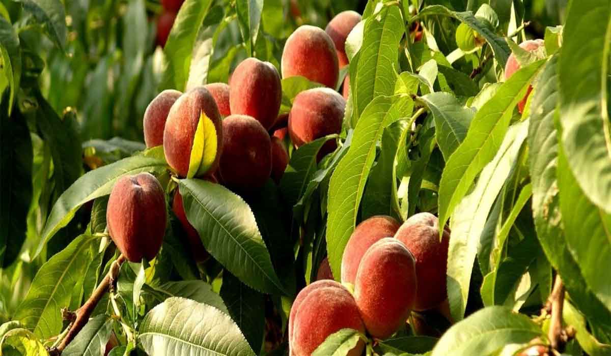 فوائد أوراق الخوخ