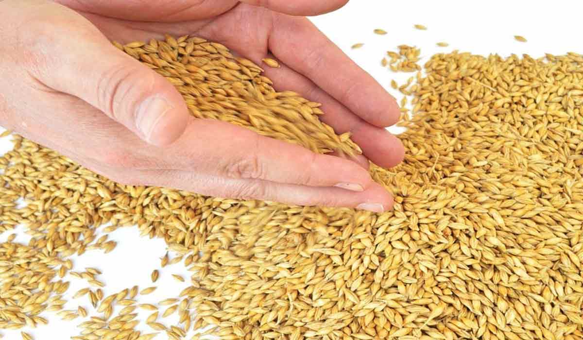 فوائد التلبينة للتخسيس