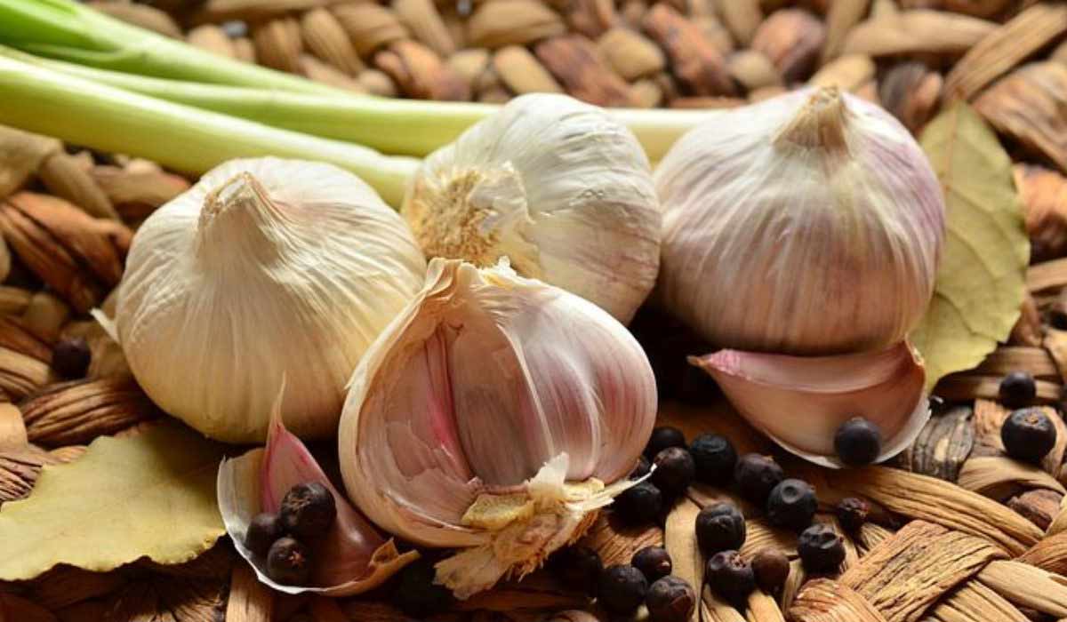 مكونات الثوم وفوائده 7 مكونات الثوم وفوائده