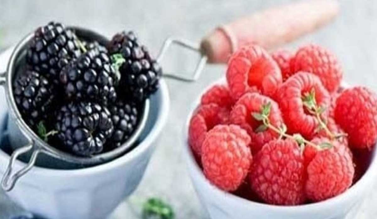 فوائد التوت