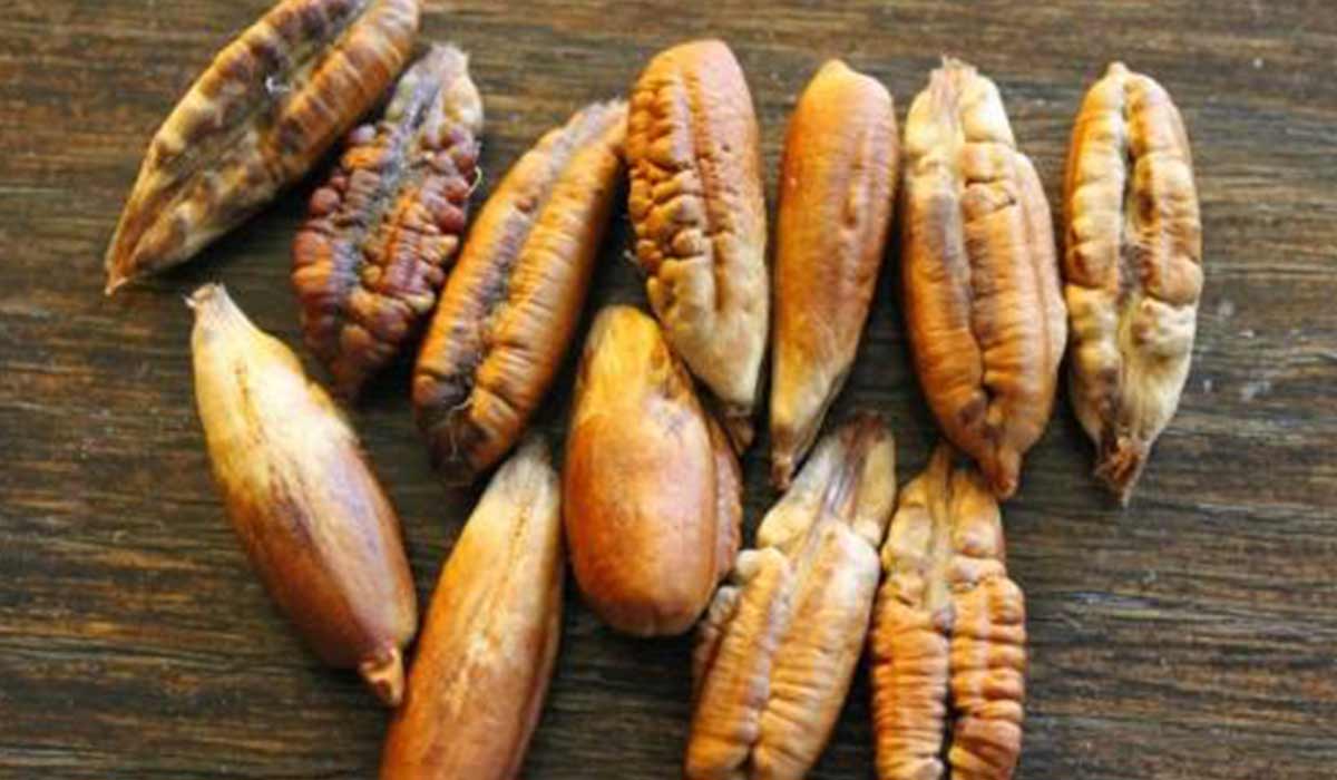 ماهي فوائد نواة التمر 19 ماهي فوائد نواة التمر