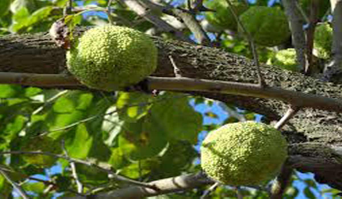 فوائد الحنظل