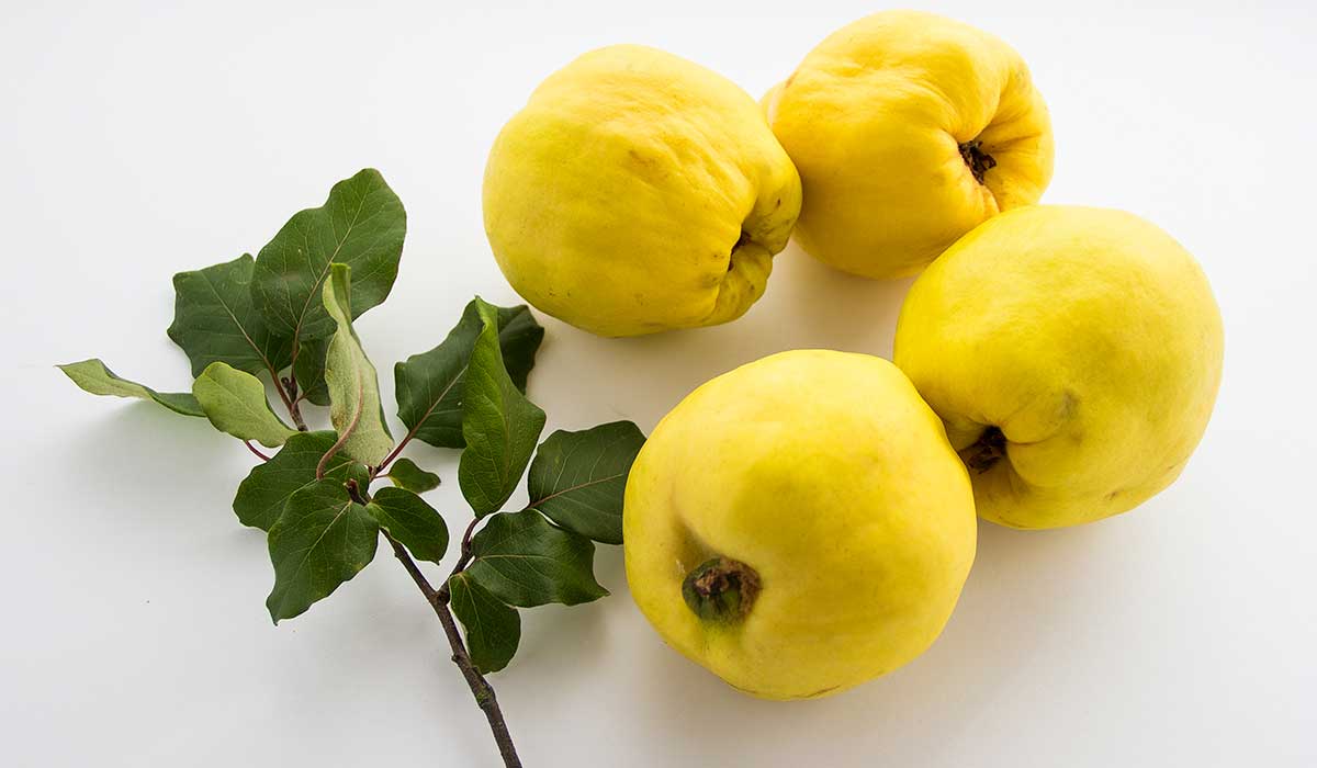 فوائد السفرجل