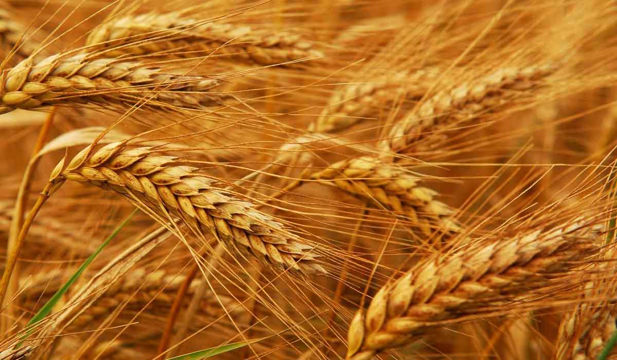 فوائد شراب الشعير الطبيعي 1 فوائد شراب الشعير الطبيعي