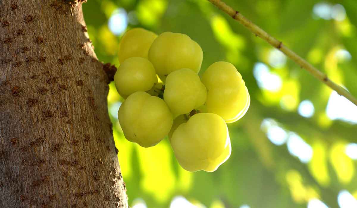 فوائد عشبة الأملج 15 فوائد عشبة الأملج