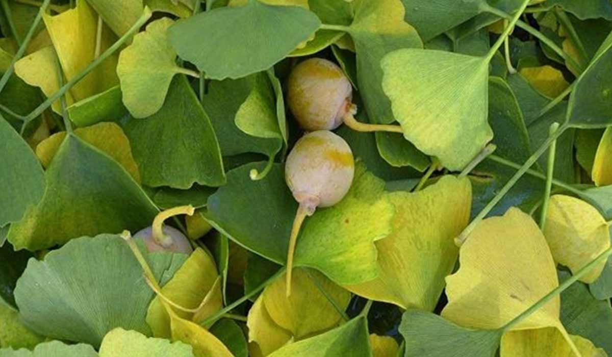فوائد عشبة الجنكة