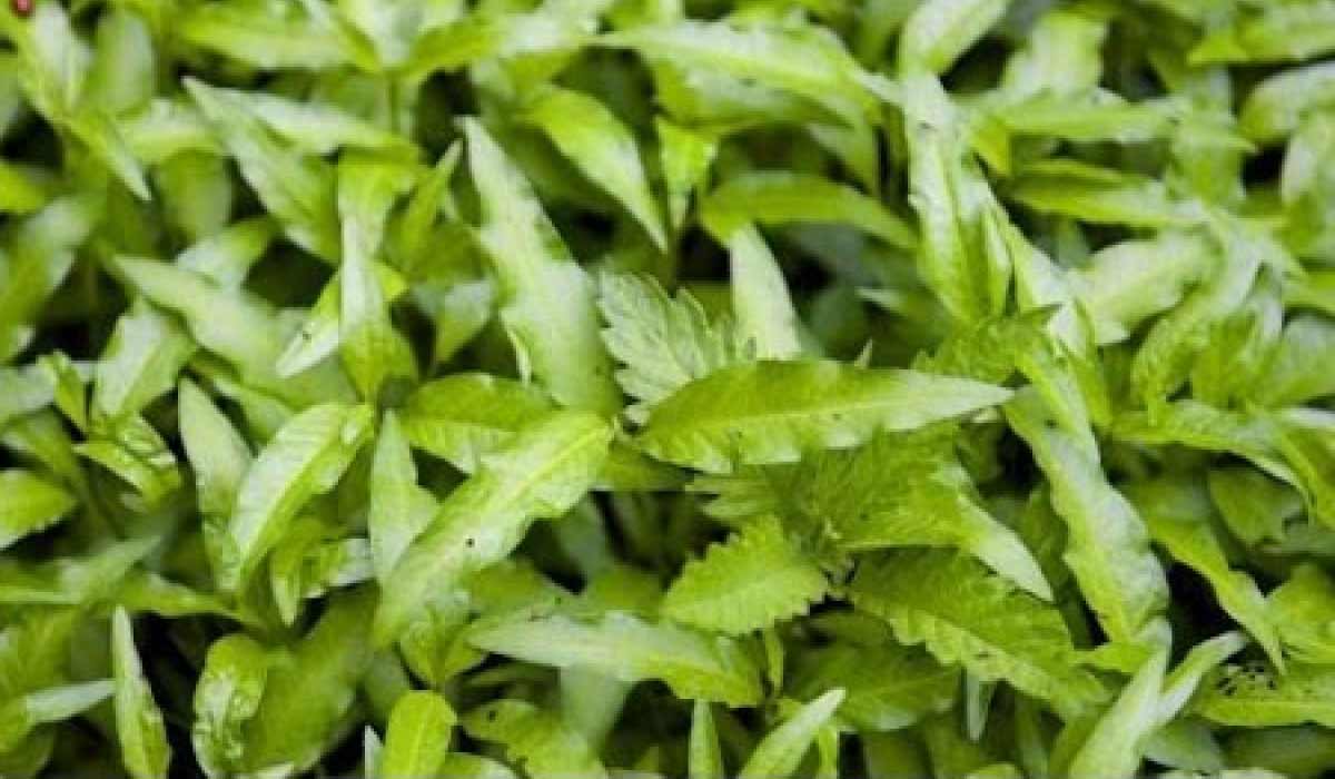 عشبة القطف وكيفية استعمالها 11 فوائد عشبة القطف وكيفية استعمالها