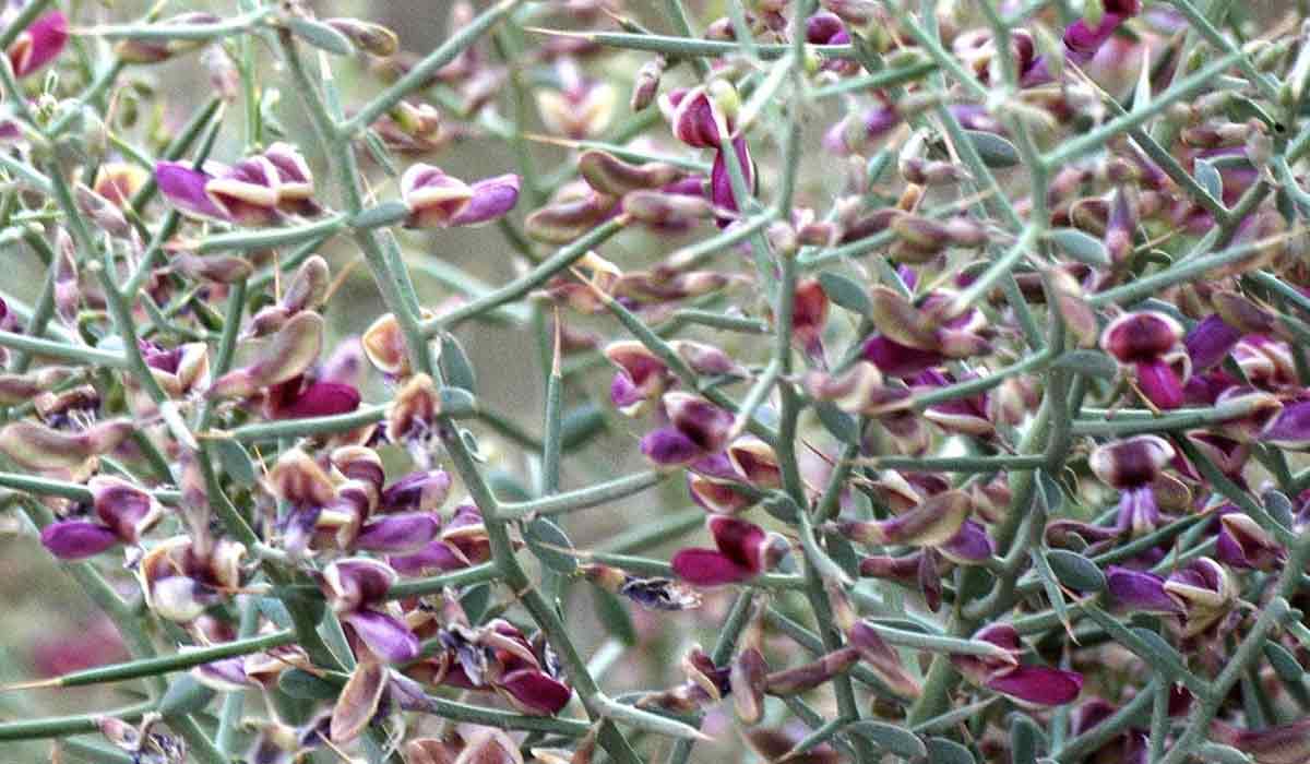 فوائد عشبة شوك العاقول 19 فوائد عشبة شوك العاقول