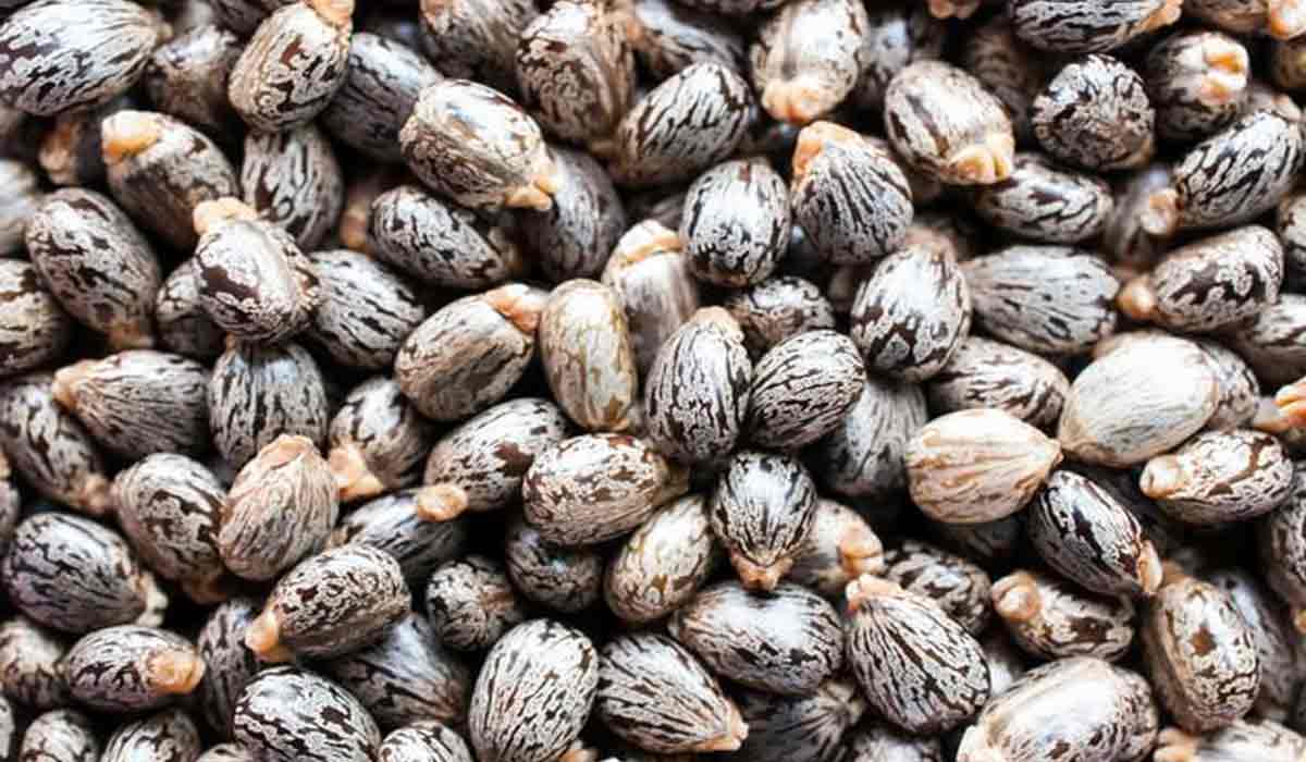 فوائد وأضرار حبة الملوك