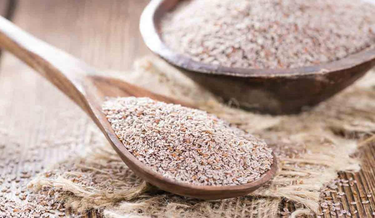 فوائد عشبة الإسبغول 11 فوائد عشبة الإسبغول