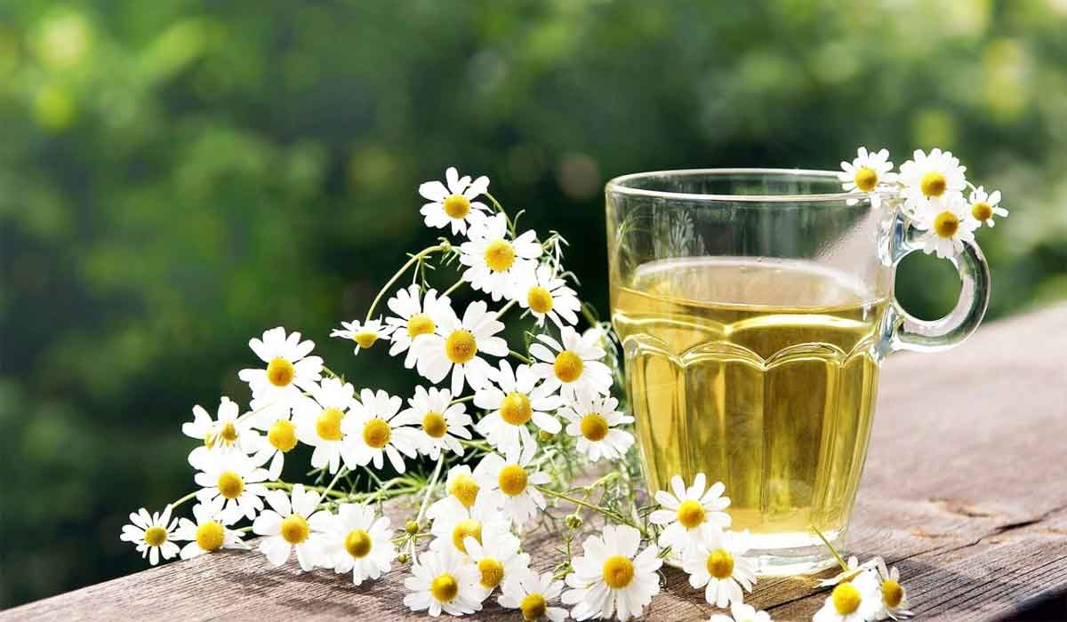 ما فائدة زهرة البابونج 17 ما فائدة زهرة البابونج