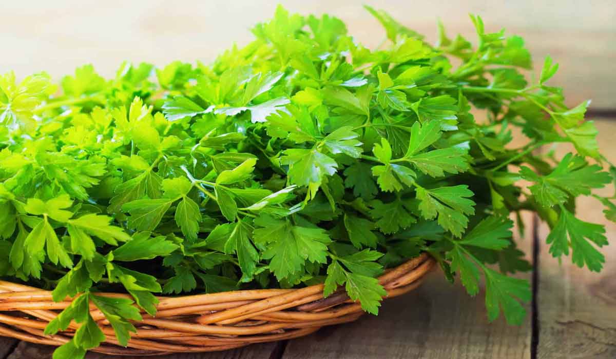 ما فوائد البقدونس المغلي 15 ما فوائد البقدونس المغلي