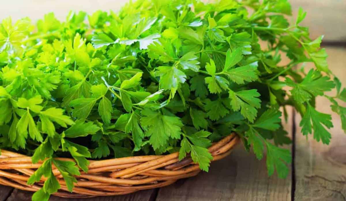 ما فوائد البقدونس للحامل 5 ما فوائد البقدونس للحامل