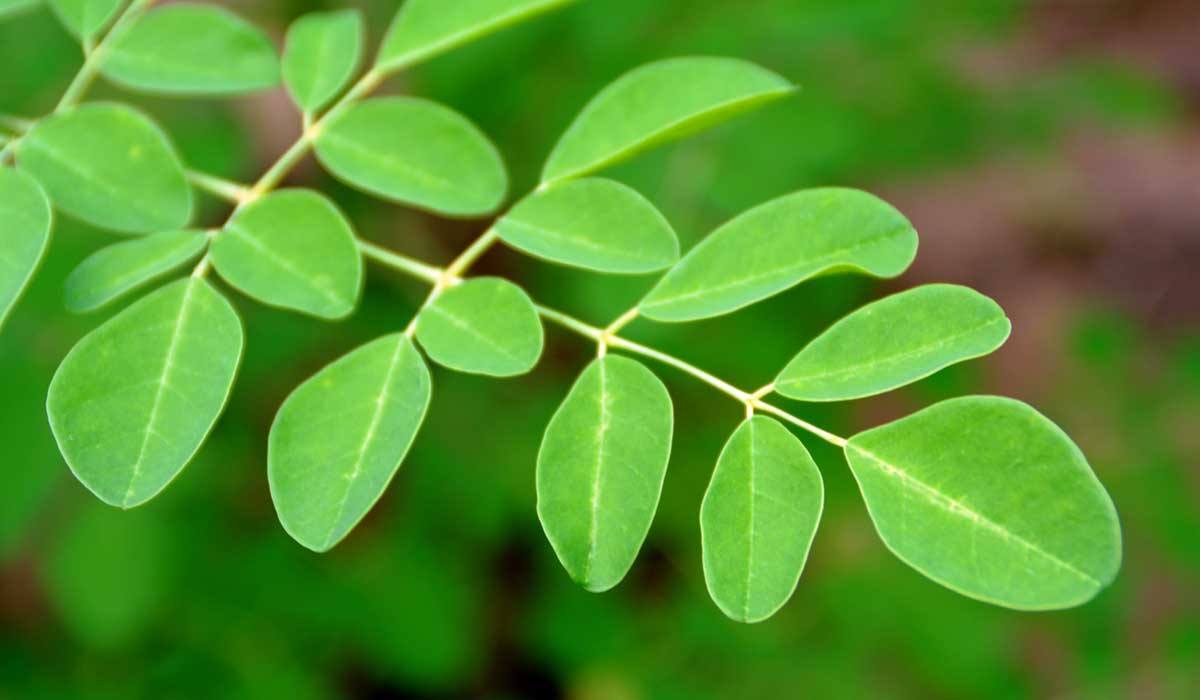 ما هي مكونات شاي غصن البان 1 ما هي مكونات غصن البان