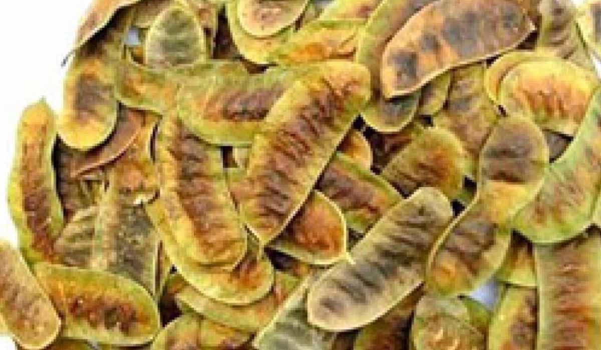 ما فوائد السنامكي للتنحيف 11 ما فوائد السنامكي للتنحيف