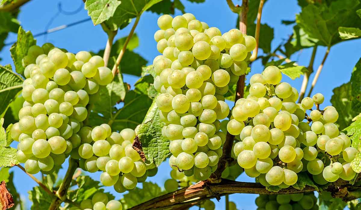 فوائد العنب الأخضر