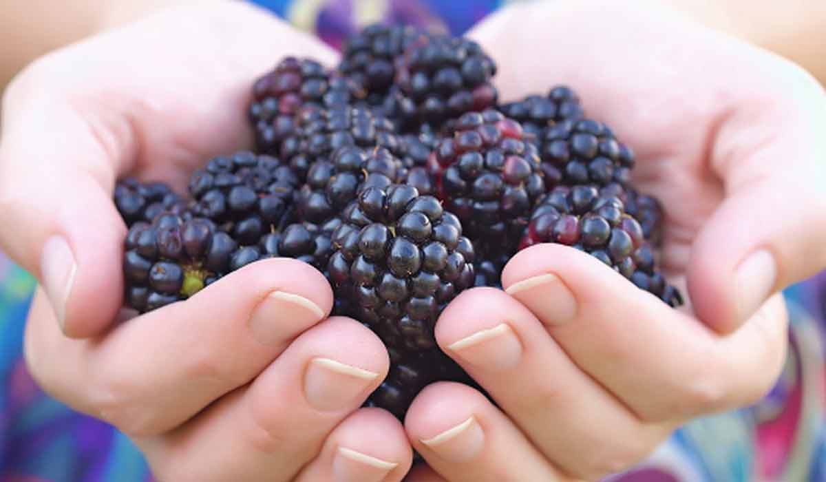 فوائد ثمار التوت