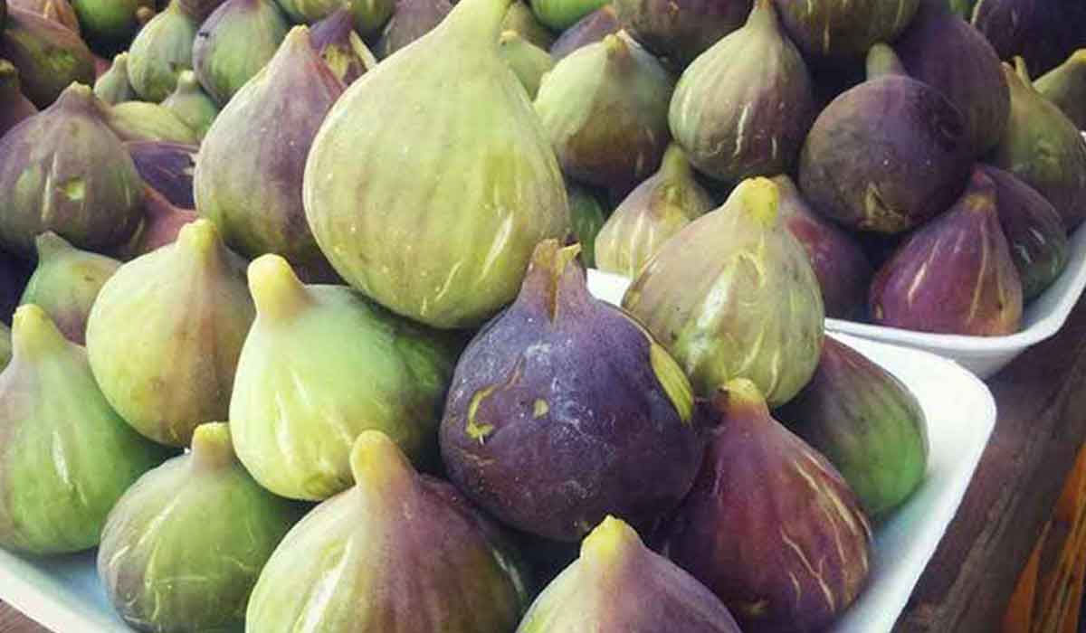 فوائد ثمار التين