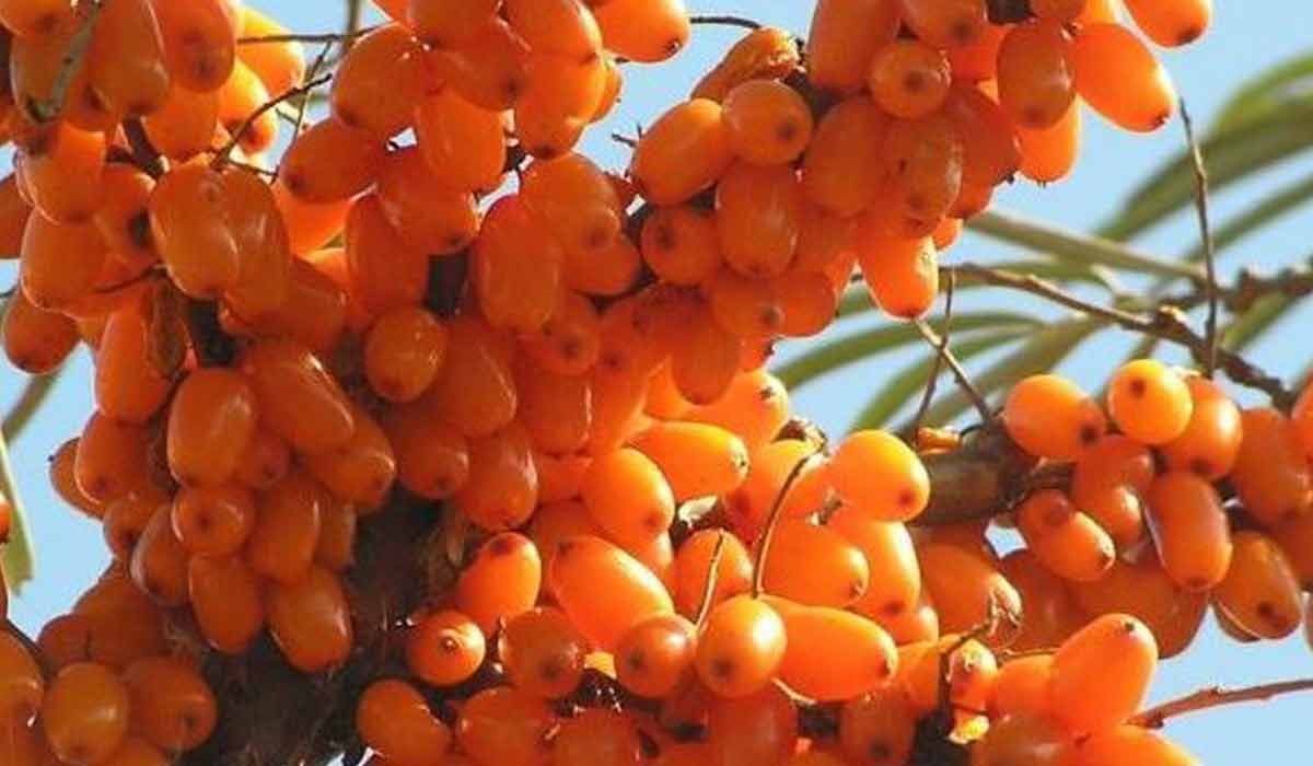 فوائد ثمرة النبق