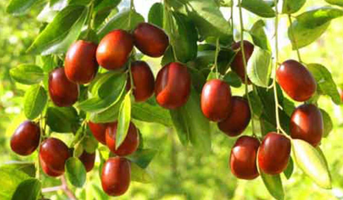 ما هي فوائد العناب