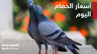 أسعار الحمام في السوق المصري قائمة كاملة بجميع الأنواع 7 أسعار الحمام