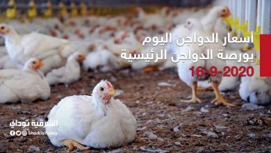أسعار الدواجن اليوم الأربعاء 16 سبتمبر 2020 21 أسعار الدواجن اليوم الأربعاء 16 سبتمبر 2020