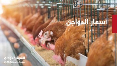 أسعار الدواجن والبط واللحوم في مصر اليوم 13 أسعار الدواجن