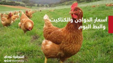 أسعار الدواجن والكتاكيت والبط اليوم الجمعة 7 أسعار الدواجن