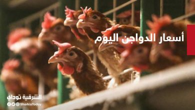 أسعار الدواجن